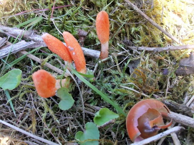 Cordyceps militaris near Goodwick