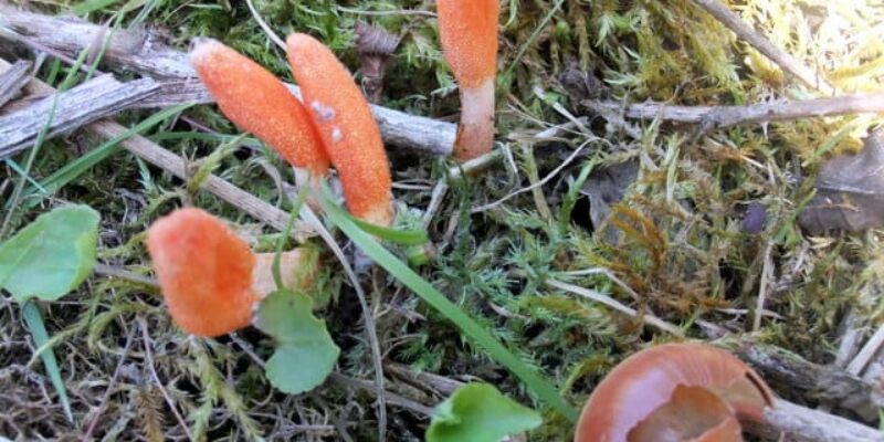 Cordyceps sinensis — what it is, what it might do, and how to survive the first 7 days trying it