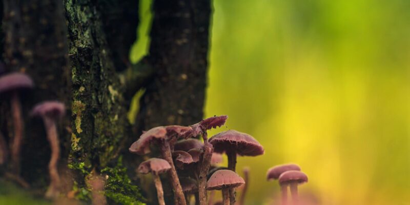 Reishi mushroom — the blunt, useful guide (what it does, what it doesn’t, and how to try it without being an idiot)